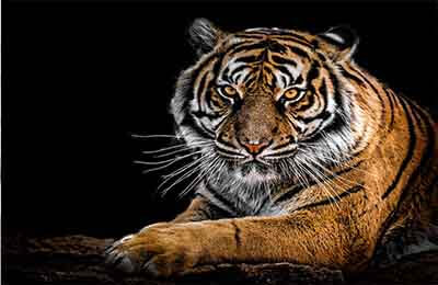 影視行業發展前景